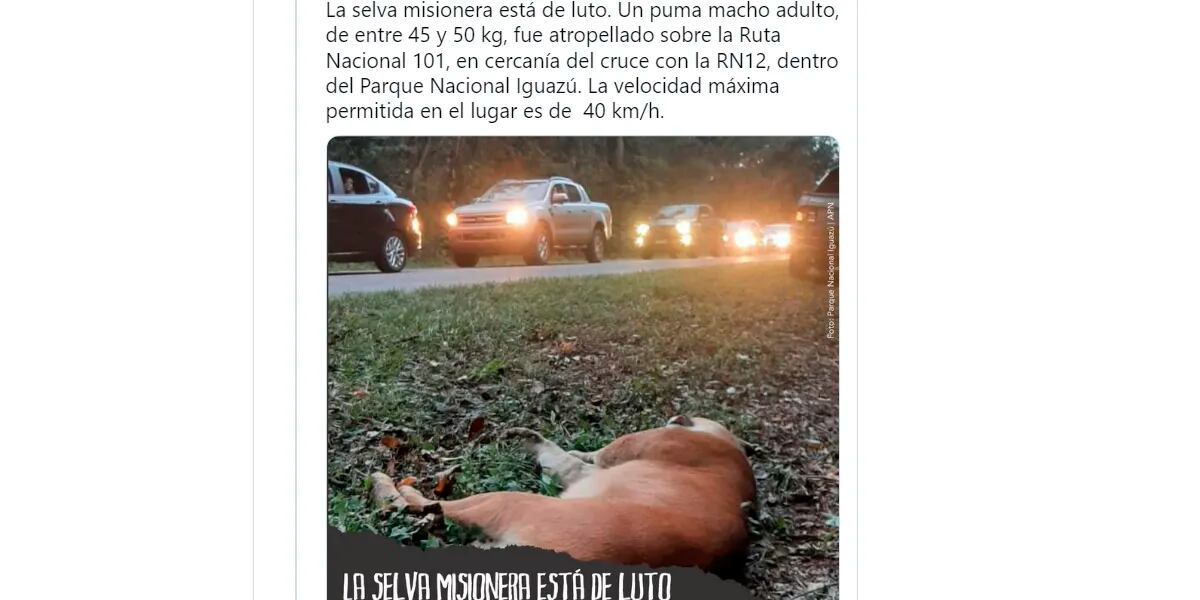 Murió un puma al ser atropellado dentro del Parque Nacional Iguazú: " “Tenemos que parar esto”