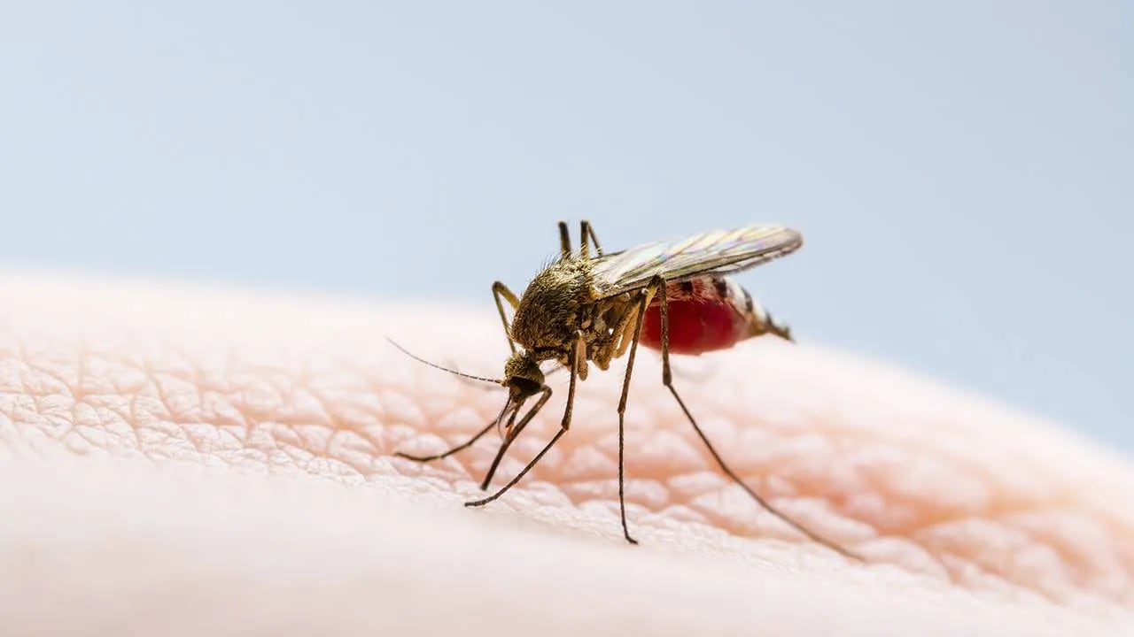 Descubrieron una variante del dengue que puede generar infecciones más graves