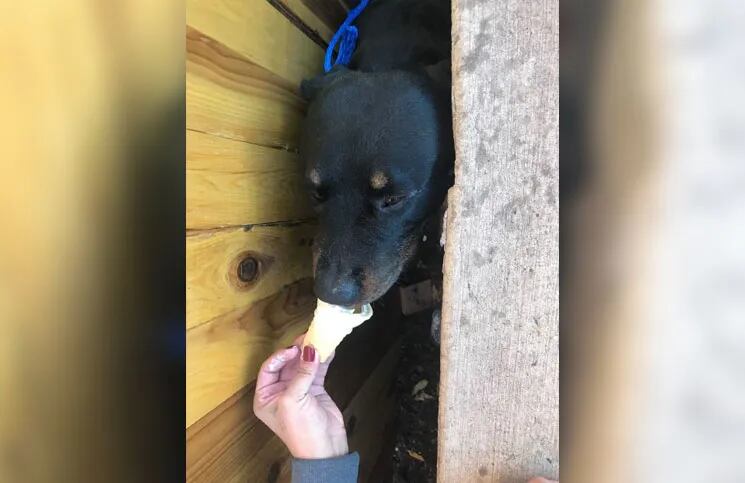 El desesperante rescate de un (temeroso) perro Rottweiler atrapado en una zanja