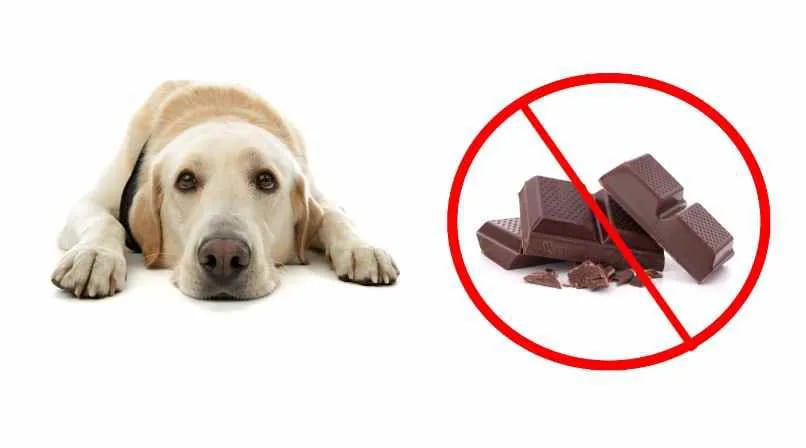 Peligros de que los perros coman chocolate