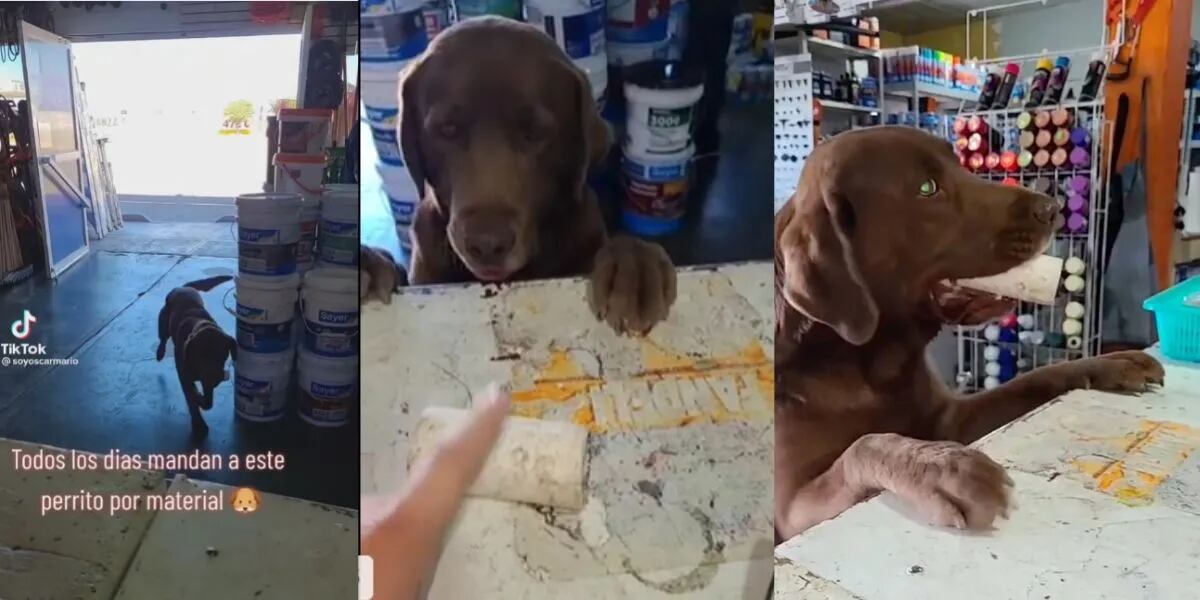 Un perro ayuda a su familia a hacer “los mandados” y se volvió viral: “Todos los días” 