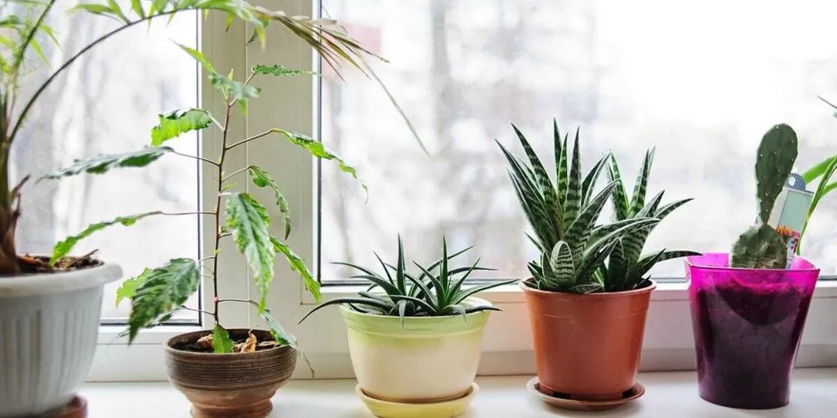 El simple y eficaz truco para que no se mueran más las plantas de tu hogar