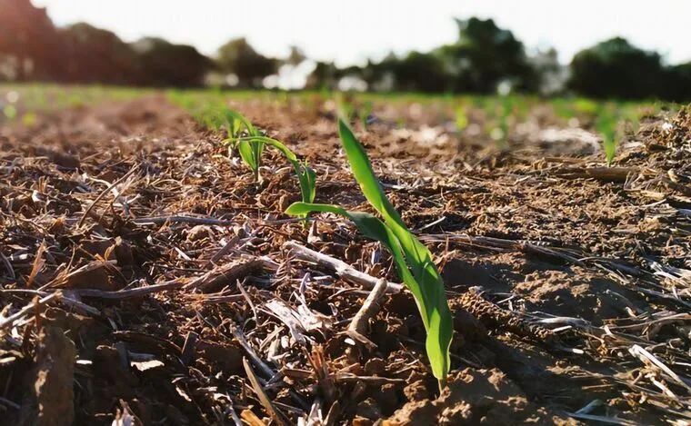Comenzó la siembra de maíz en la Argentina.