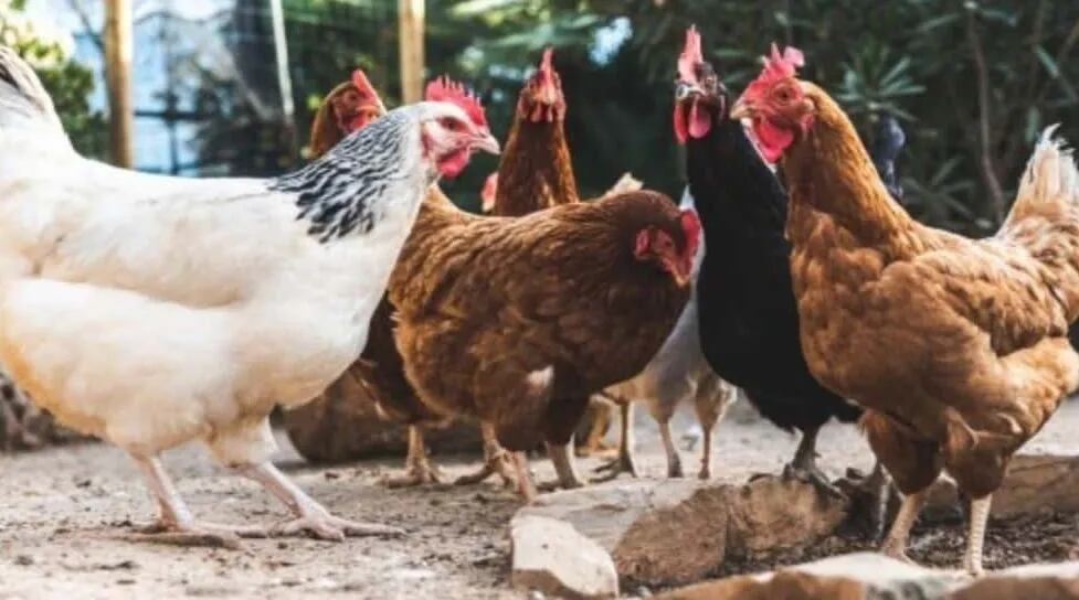 Sacrificarán a dos millones de gallinas en una planta agroalimentaria por falta de actividad