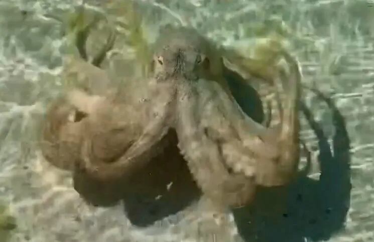 Video: el momento justo en que un pulpo ataca a un hombre y trata de ahogarlo con los tentáculos