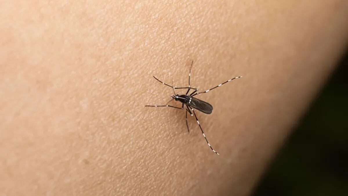 El truco casero para hacerle frente a los mosquitos en medio de la ola de dengue
