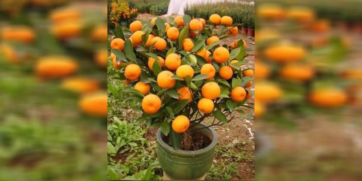 Cómo plantar mandarina en una taza: ideal para perfumar y darle una decoración a tu casa