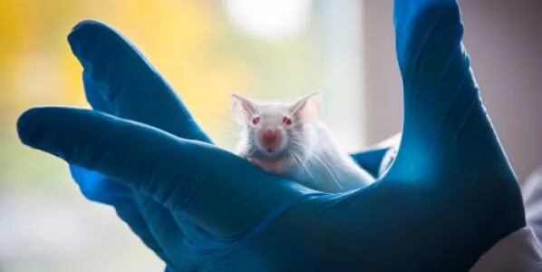 Inta lanza un servicio para analizar la genética de ratones de laboratorio