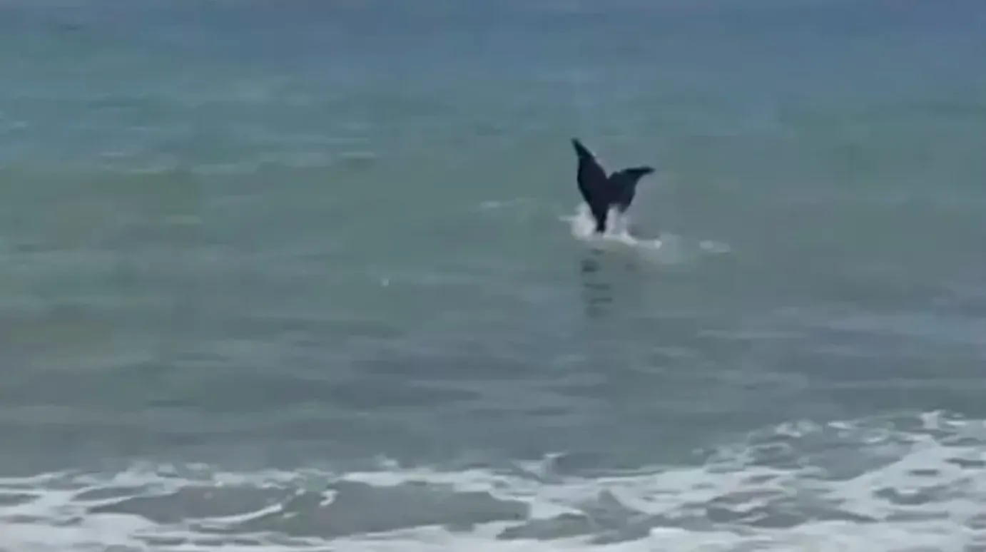 Apareció una "sirena" en las playas argentinas y el video detonó las redes: qué explicación hay