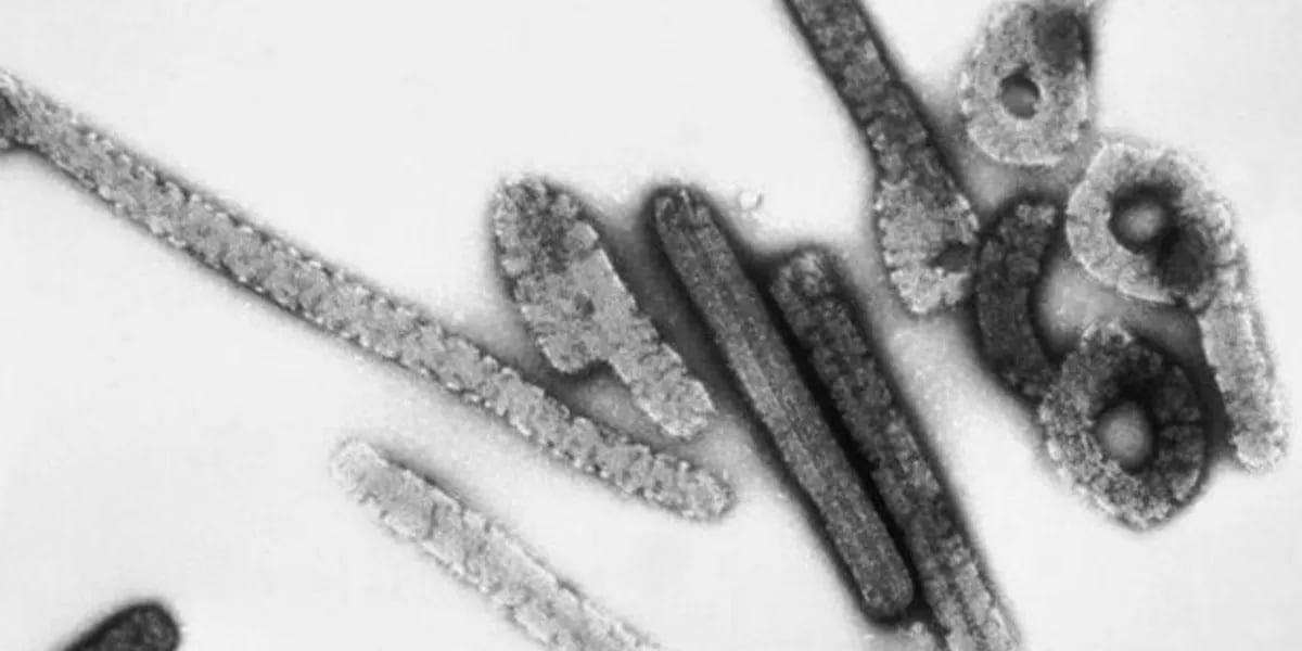 Alerta mundial por el virus de Marburgo: qué es esta enfermedad mortal que tiene en vilo a la OMS